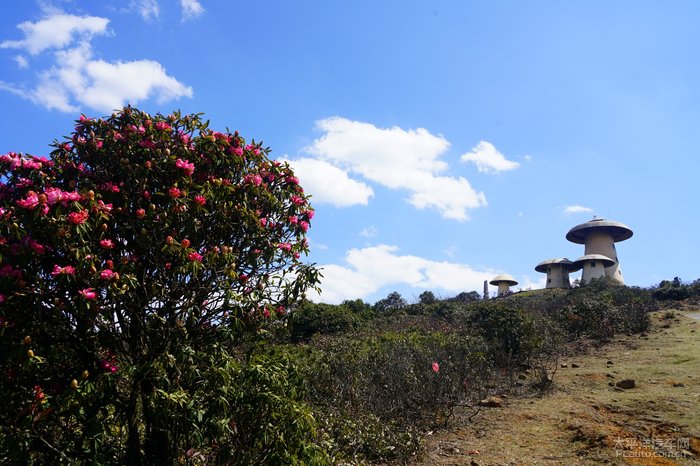 雲夢縈繞山花浪漫雲南師宗菌子山