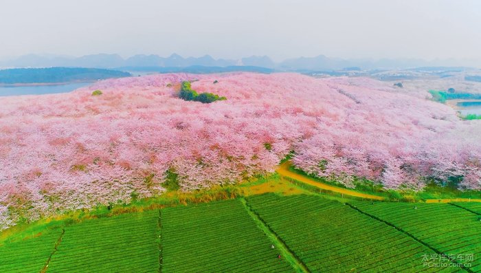 貴州最佳櫻花觀賞區平壩櫻花園