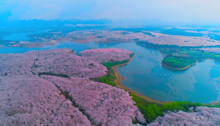 貴州最佳櫻花觀賞區平壩櫻花園