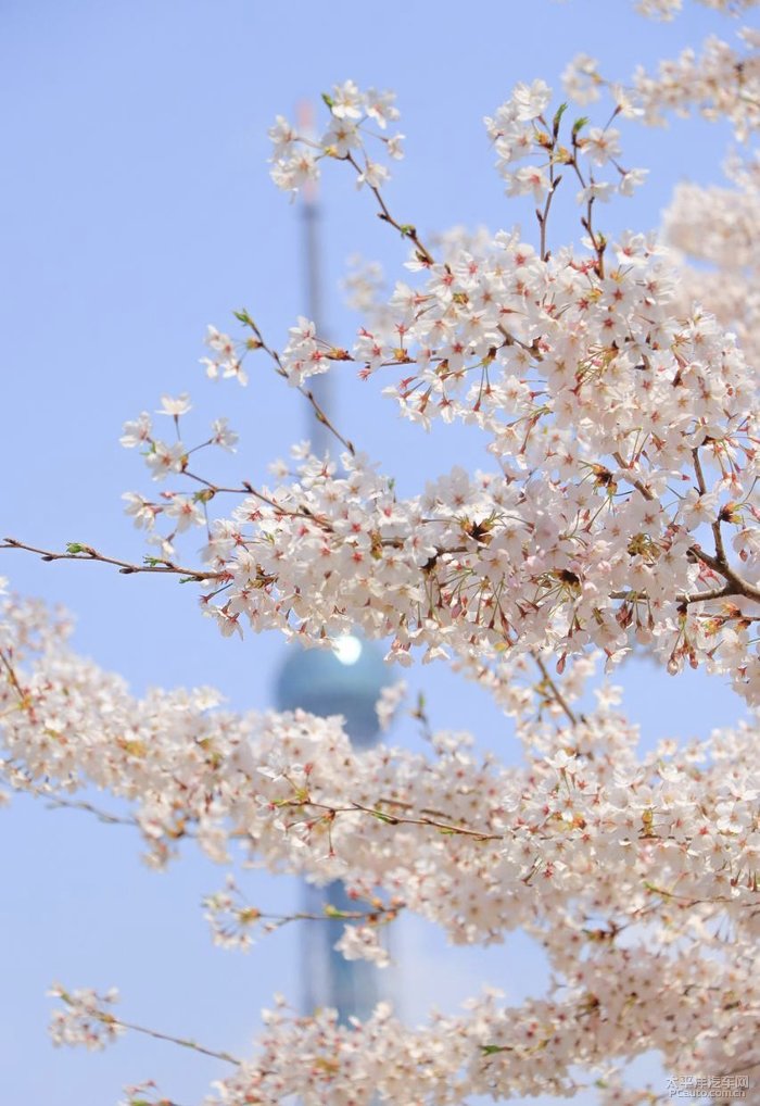 广岛恋人樱花图片图片