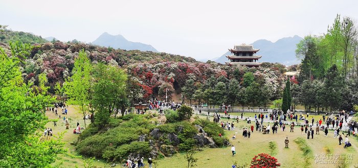 中国的百里杜鹃金坡景区