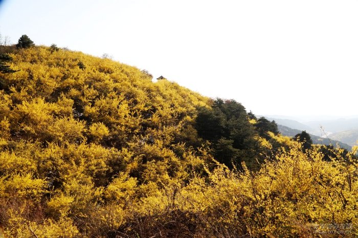 安泽黄花岭风景区图片