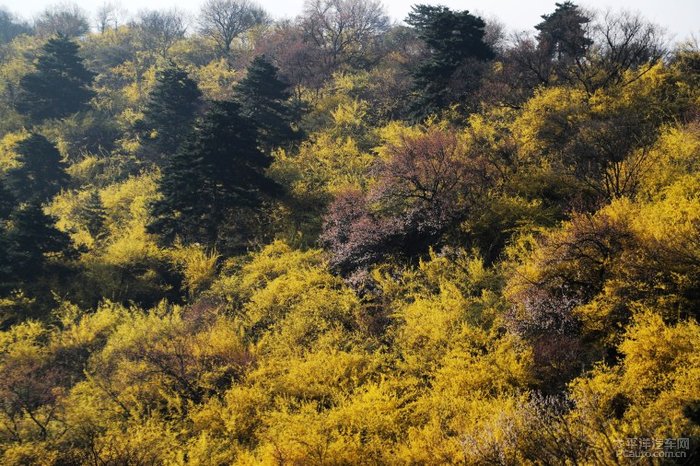 安泽县黄花岭景区图片