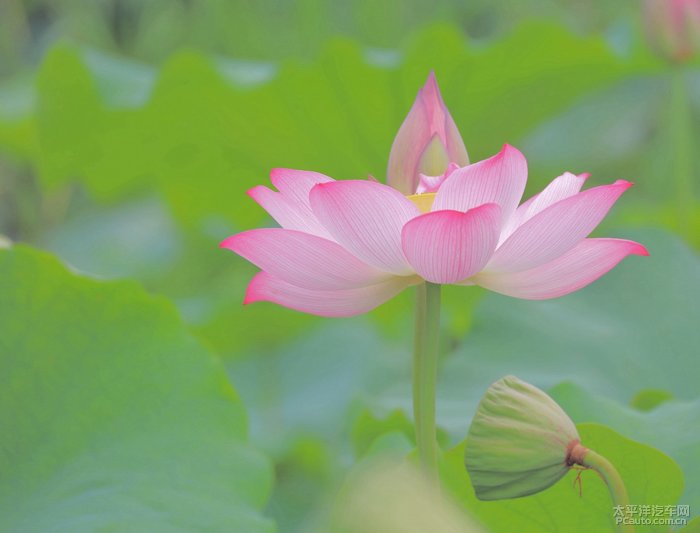 六月——走進彌勒最美的荷花池