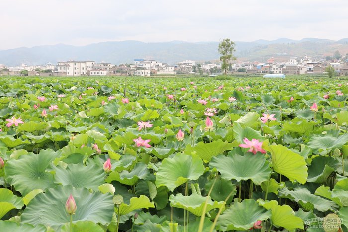 一:進入六月以來,雲南省彌勒市竹園鎮的萬畝荷塘散發著陣陣