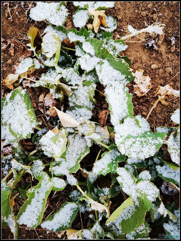 【春节回家】正月初六年味儿的清晨乡村小雪