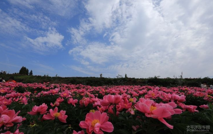 金堂芍药花基地门票图片