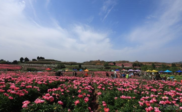 金堂芍药花基地图片