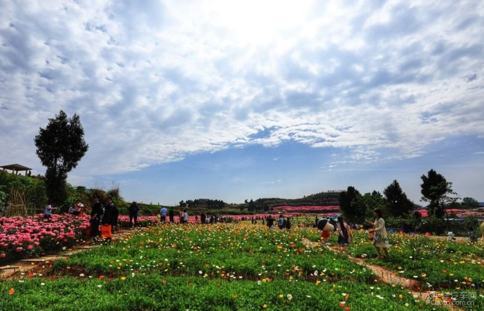 金堂广兴芍药花门票图片