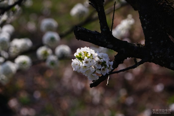 梨花