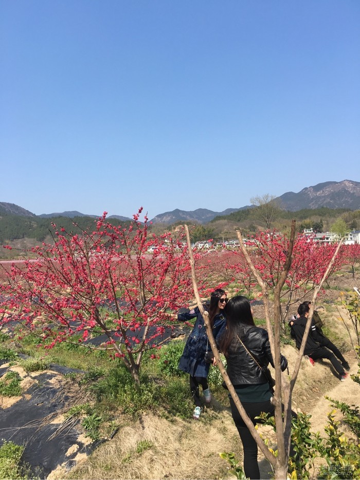 潜山官庄桃花节图片