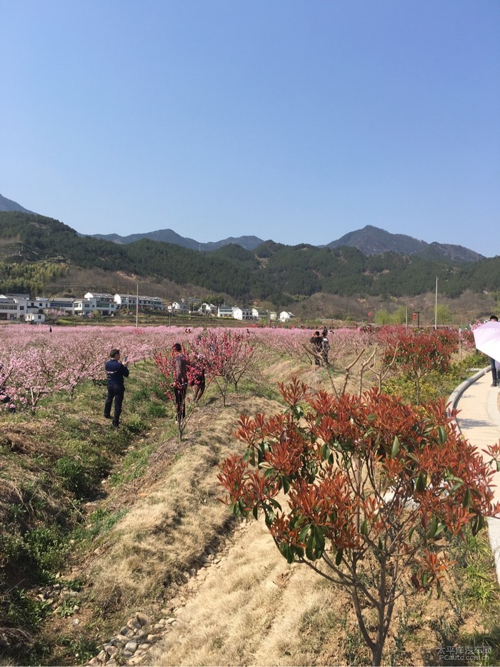 潜山官庄桃花节图片