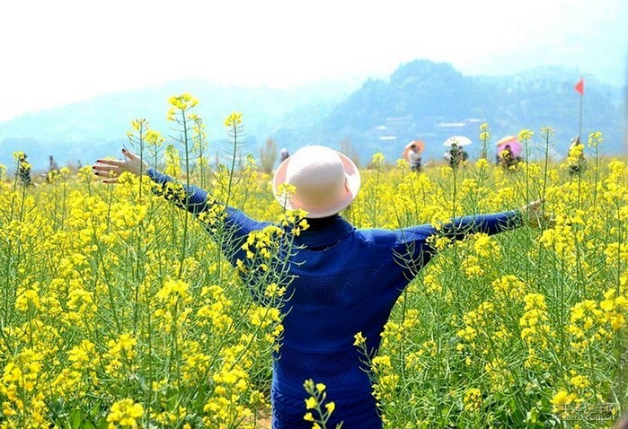 春光多明媚,油菜花香甜,我赞美如诗如画的春天