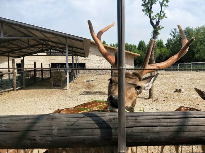 山東長安車友會自駕黃河三角洲動物園