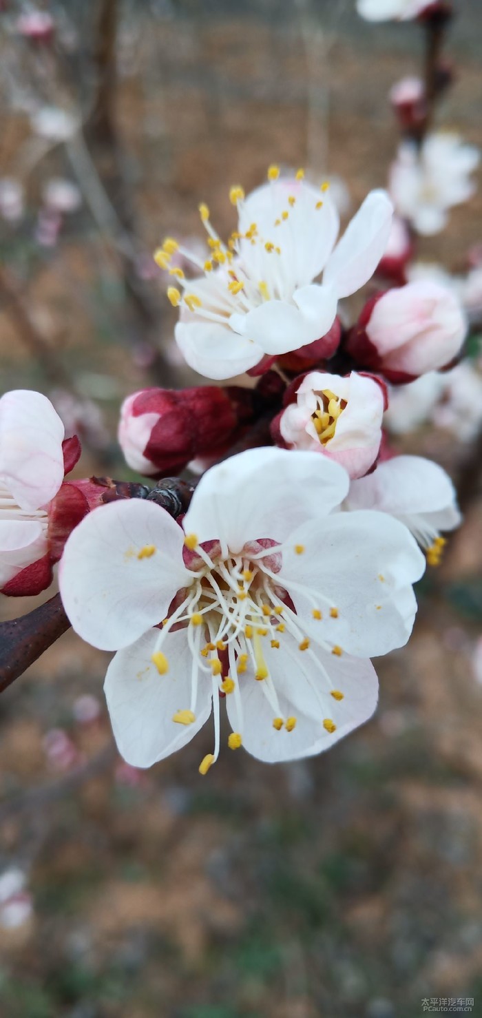 又是一年赏花季～摄友一族的纯摄影之杏花林裏拍杏花