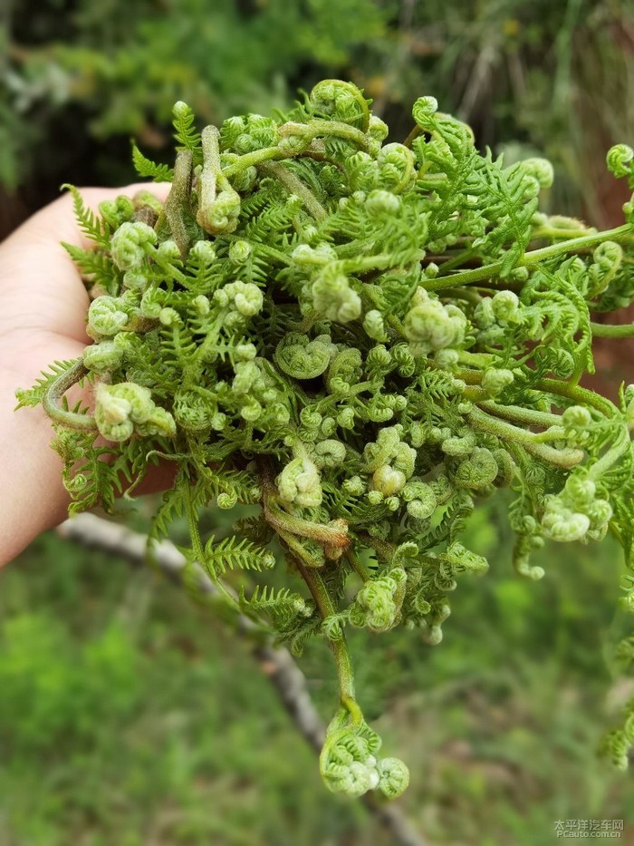 野菜_雲南論壇_太平洋汽車網論壇