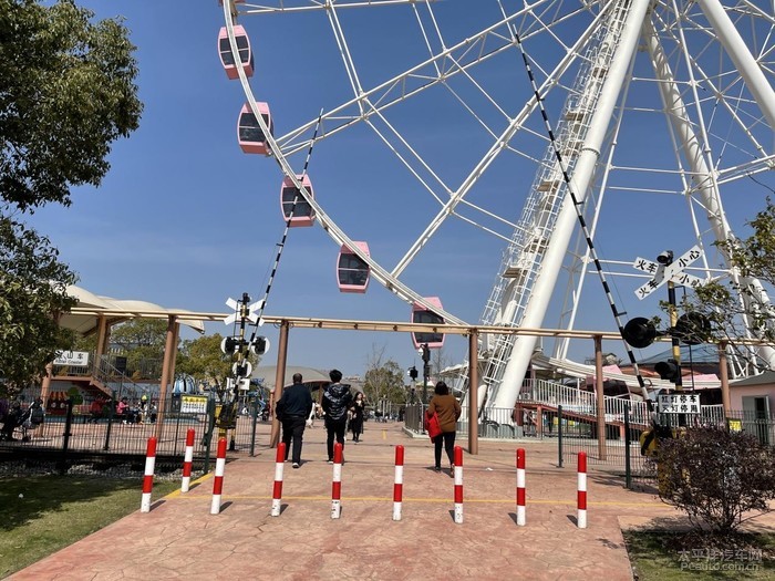 打卡顧村公園看櫻花