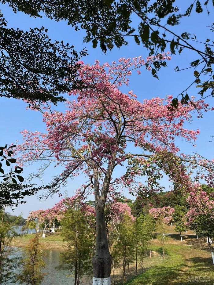 東莞松山湖花海欣賞