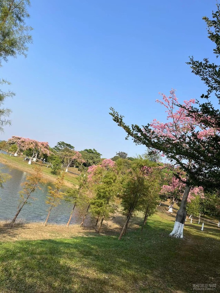 松山湖花海图片