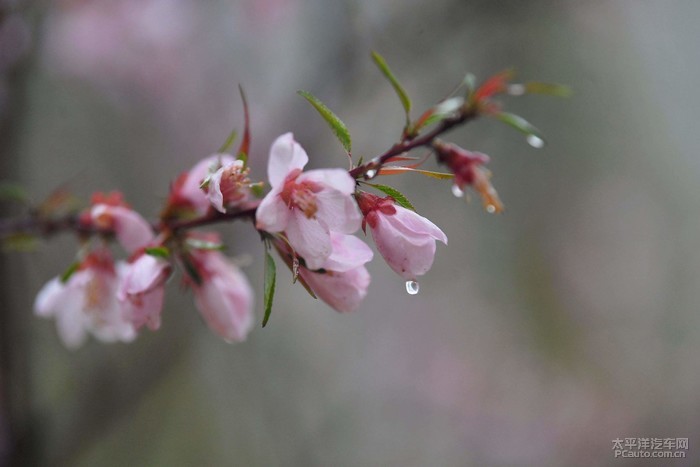 梨花带雨图片意境图片