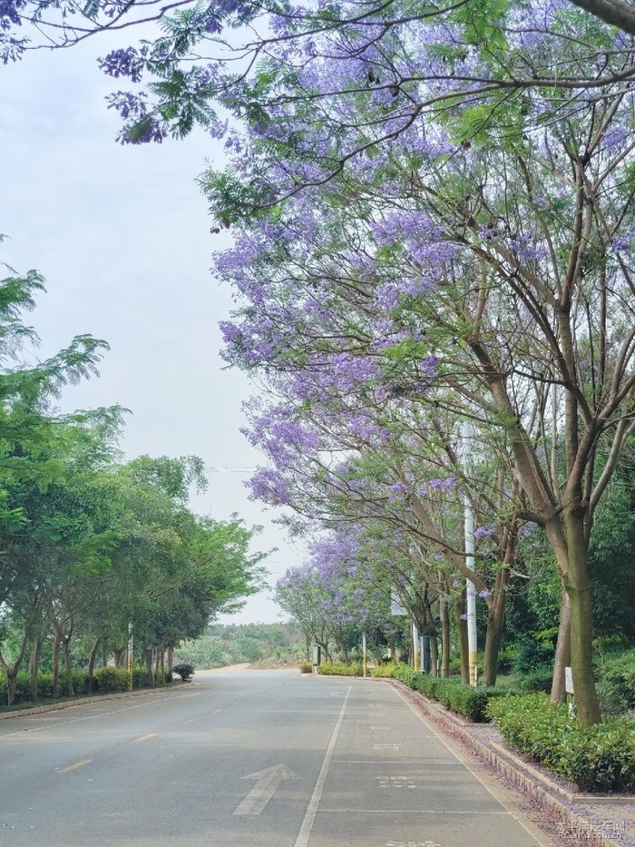 蒙自～尼苏小镇的蓝花楹悄然绽放