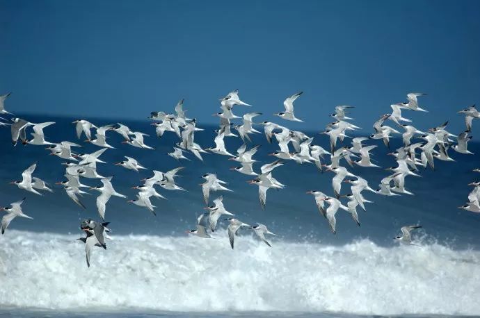 北极燕鸥的寓意图片